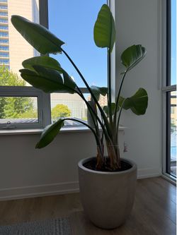 6’ Birds of Paradise Plant in Concrete Planter