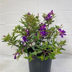 Tibouchina  Plants  🪴 3gal  Plantas  De  Tibouchina  