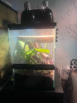 Reptile enclosure with lamps