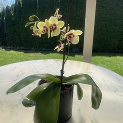 Yellow Orchid (In Door Life Plant)