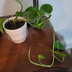 Pothos Plant