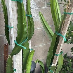 Dragon Fruit Tree