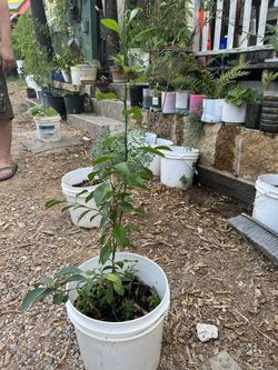 Planta