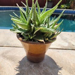 Decorative Suculent Agave 