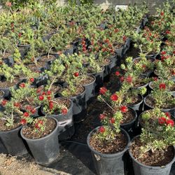 Little John Dwarf Bottlebrush Flower 