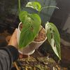 GREEN THUMB COLLECTIONS