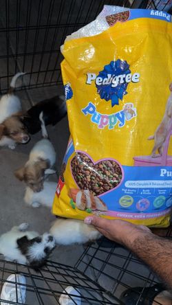 Pedigree