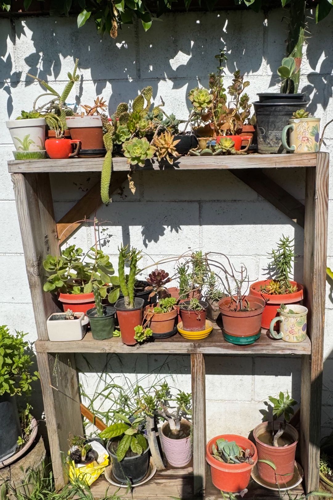 All This Succulents $5 And $10 Each