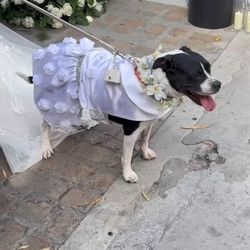 Dog wedding dress and flower crown & ring box for dog ring bearer