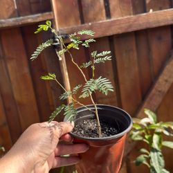 Gratis Árbol De Guaje