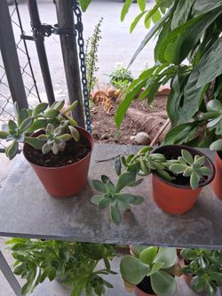 Ghost Plant Succulent