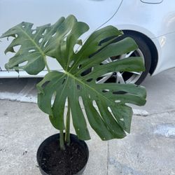 Monstera