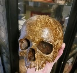Human Skull Replica Prop, Aged Oddity Halloween Gothic Horror Punk