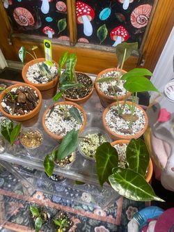 Plant sale! Alocasia, Hoya, Monstera, caladiums and more!