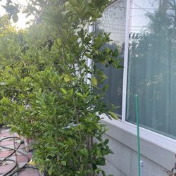 Green Lemon Plant For Sale