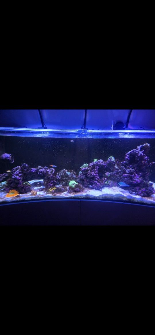 Waterbox 65.4 Aquarium with Stand Bundle With All Accessories