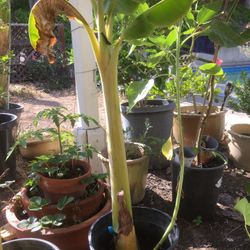 $20 banana tree with roots good fruit 5 gallon