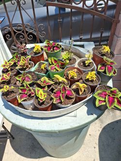 Beautiful & Colorful Plants $1 & $2