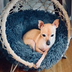 Nest Cat Bed