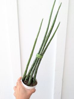 Pickle Plant 4" Pot - Indoor House Plants