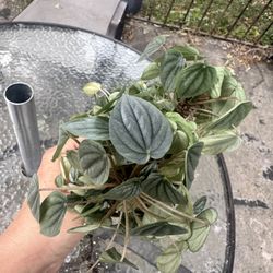 Free Live Plant. Some Peperomia 