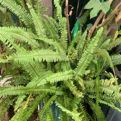 Planta De Elecho
