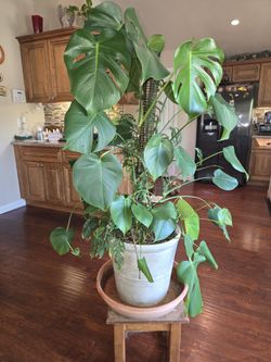 Beautiful Monstera Deliciosa ! And  Monstera Adansonii  Together!!