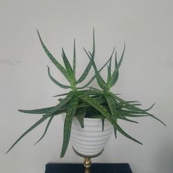 Star Succulent - Very BEAUTIFUL 