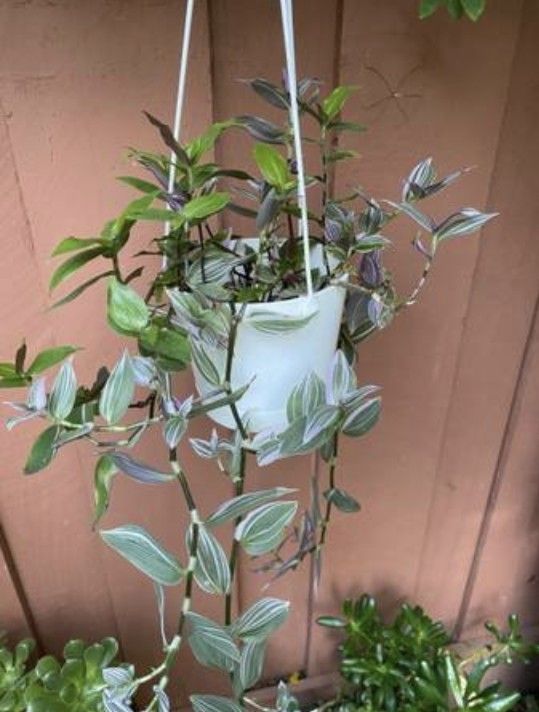 Tradescantia Albiflora Nanouk Pink Live plant