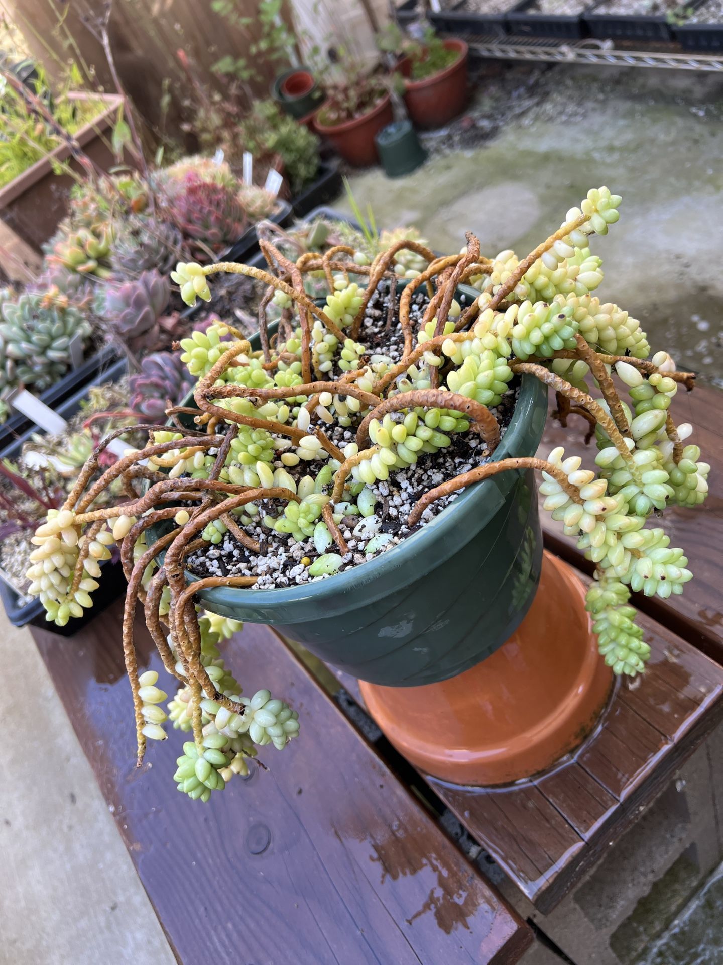 Sedum Burrito Succulent
