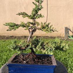 Bonsai $60 Each