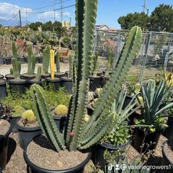 Peruvian Apple Cactus 