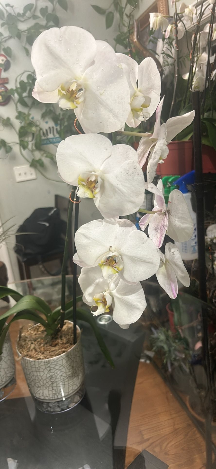 White Orchid