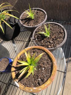 Pineapple plant