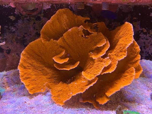 Red Montipora Capricornis Colony Reef Decoration