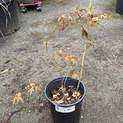 Green Japanese maple