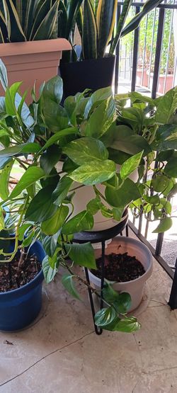 Large plant