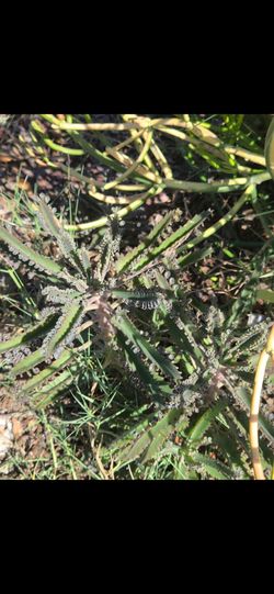 Succulent Plants-Mother of Thousands-Free