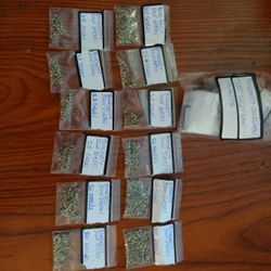 Cannabis Seeds