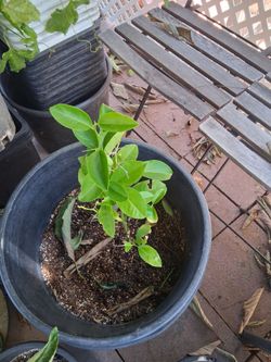 Lemon and orange plants