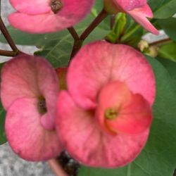 Corona De Cristo Flor Grande 
