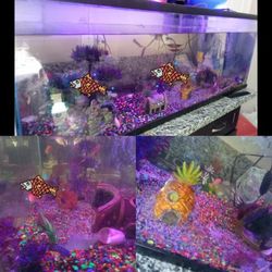 70 Gallon Tank For Fish