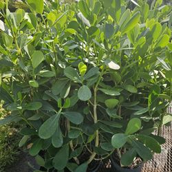 clusias Only $ 11 Instant Privacy Hedge For Fence  all sizes available 