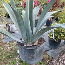 Mature Blue Agave – 25 Gallon – Premium Landscape Plant 🌵