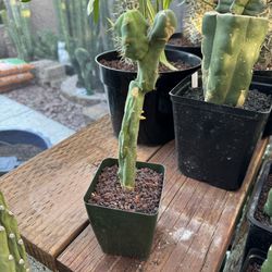 🌵 Multi-Headed Pe-nis Cactus • Rare Plants • Cacti 🌵 