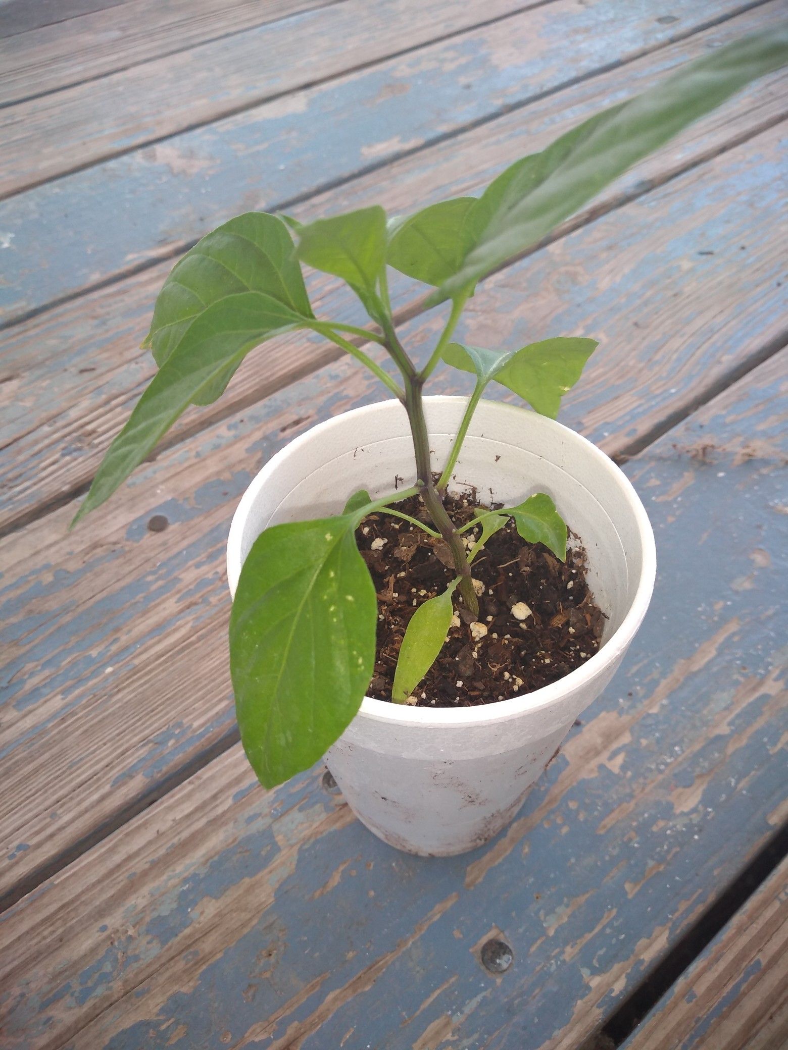 Jalapeno Plants $5