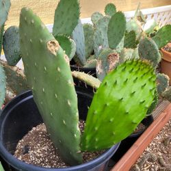 Matas De Nopal De Comer for Sale in Apple Valley, CA - OfferUp