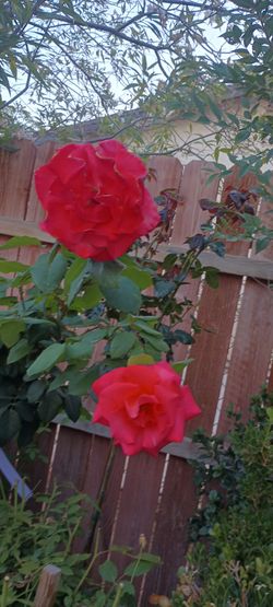 Rose tree and bush plants 🌹
