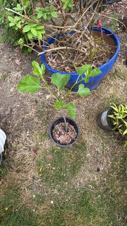 Small fig tree (unknown)