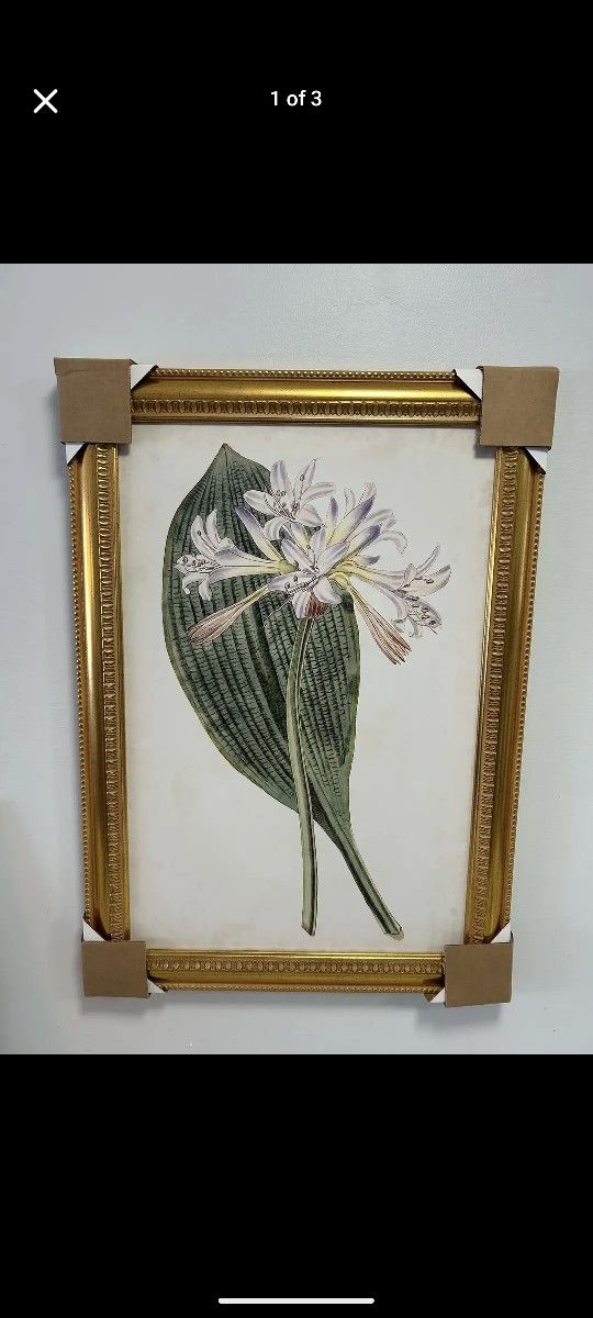 "Antique Botanical Collection IV" Print in a Gold Frame 22"x 32" ***NEW***